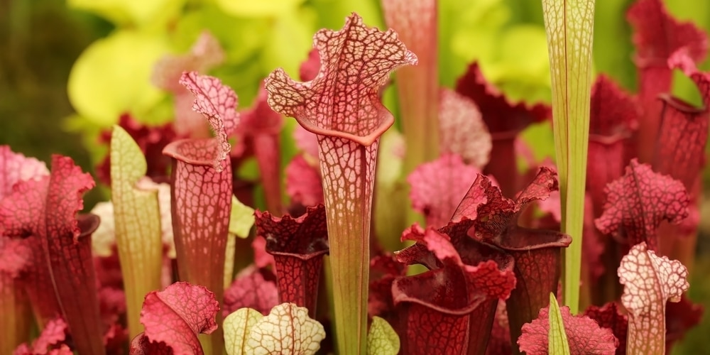 sarracenia juthatip soper