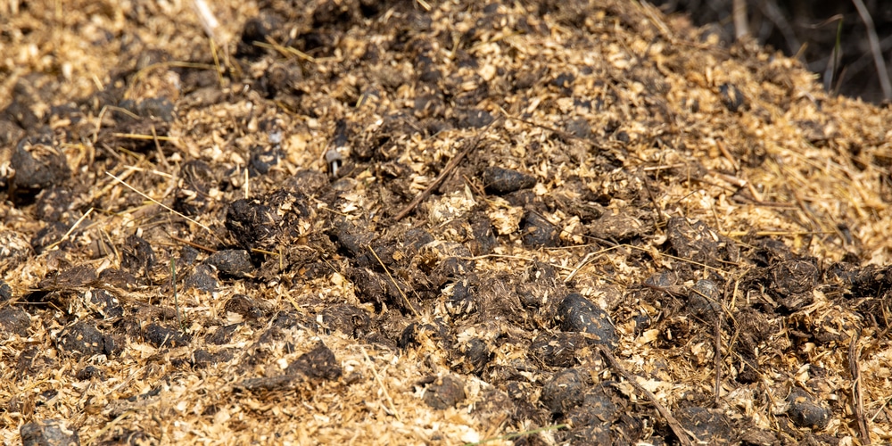 flies on compost