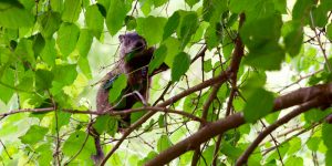 can groundhogs climb trees