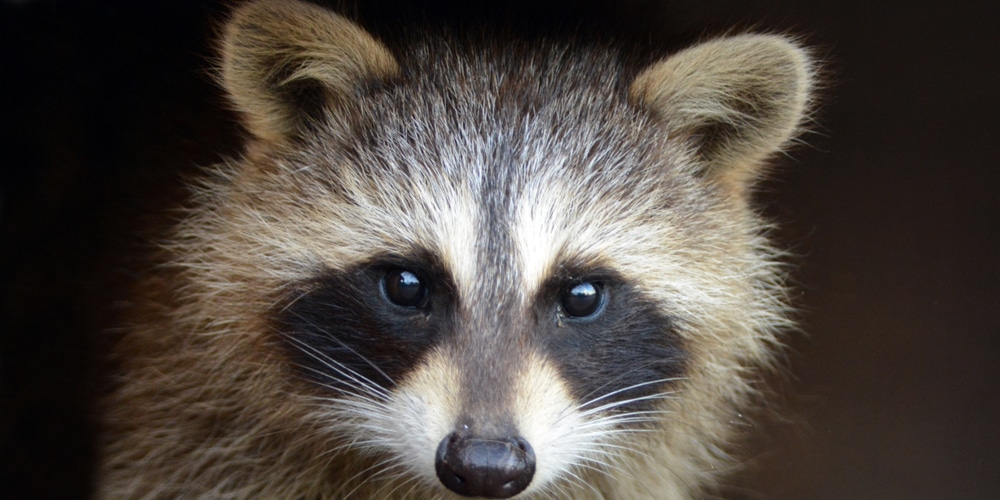 how to get rid of raccoons under deck