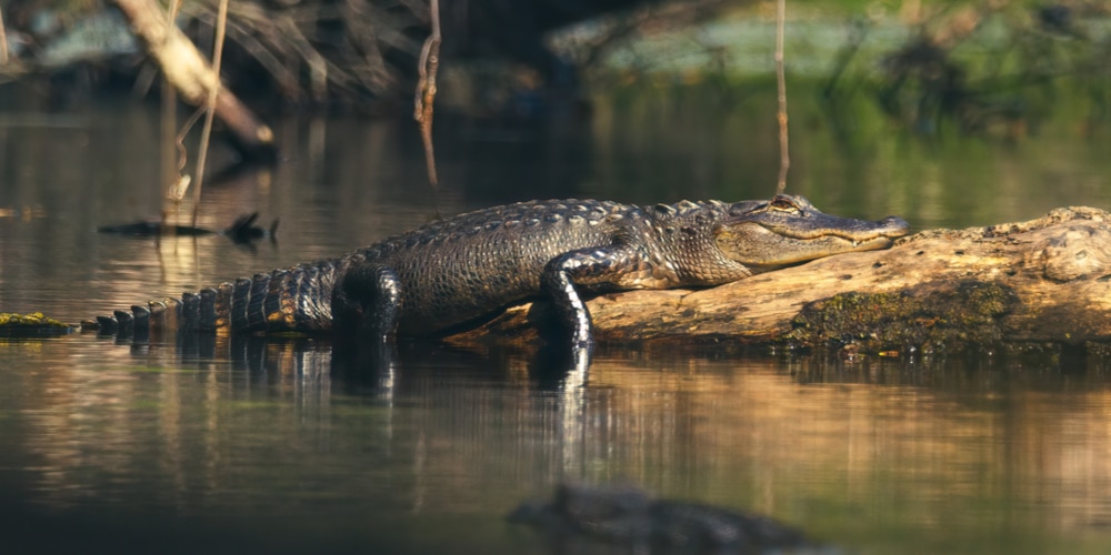 Can Alligators Climb Trees? 