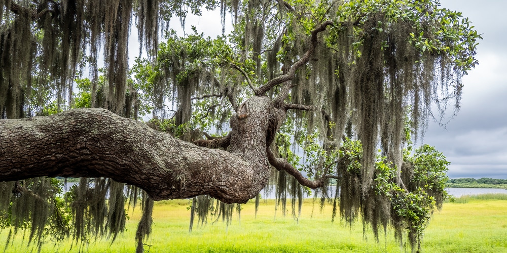 Does Spanish moss kill trees?