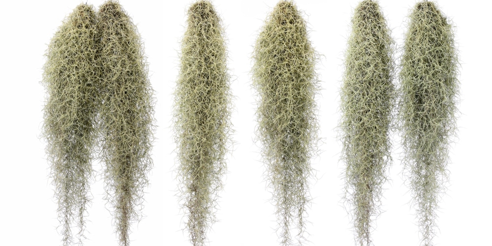 Sphagnum Moss vs Spanish Moss