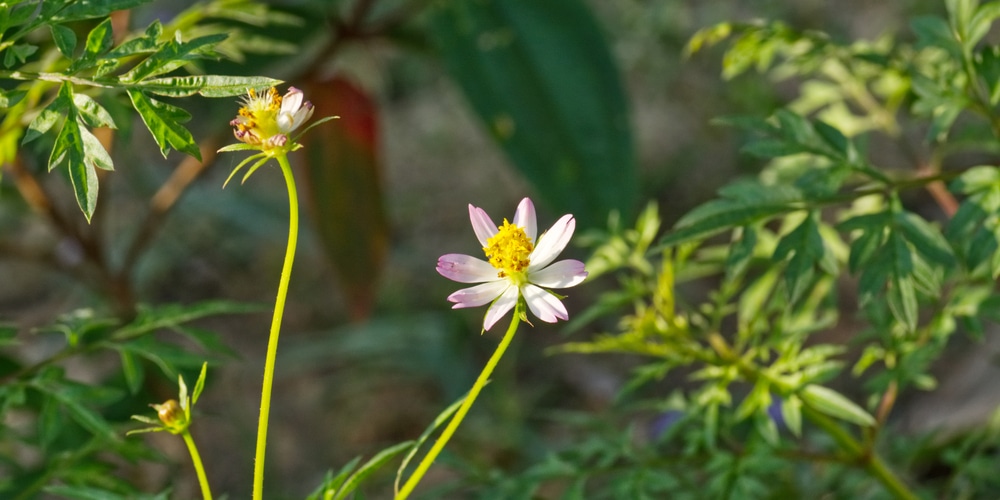 yellow wildflowers ohio