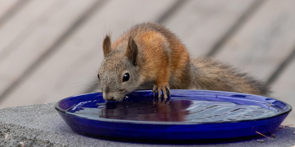 what do squirrels drink