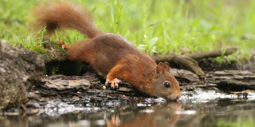 what do squirrels drink