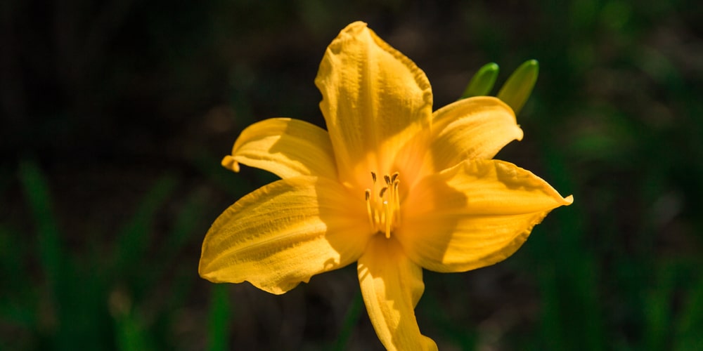 when is the best time to divide stella d'oro lilies