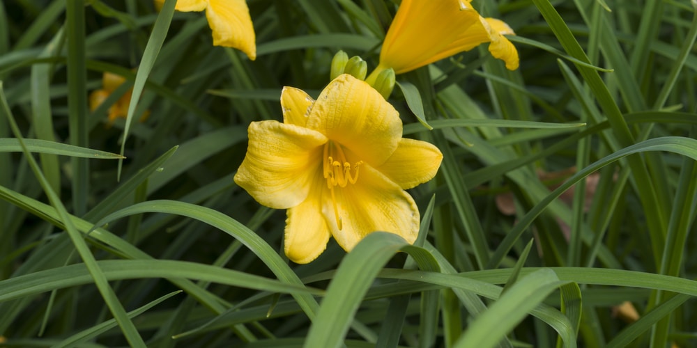 when is the best time to divide stella d'oro lilies