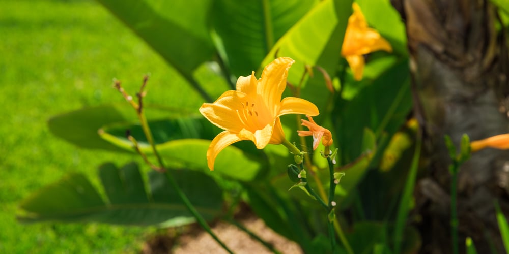 when is the best time to divide stella d'oro lilies