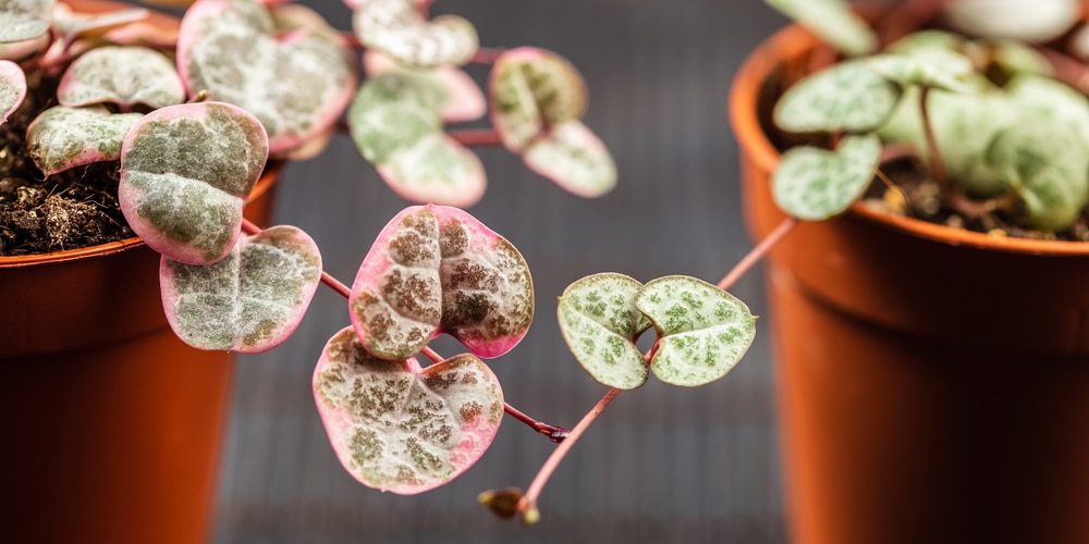 Overwatered String of Hearts