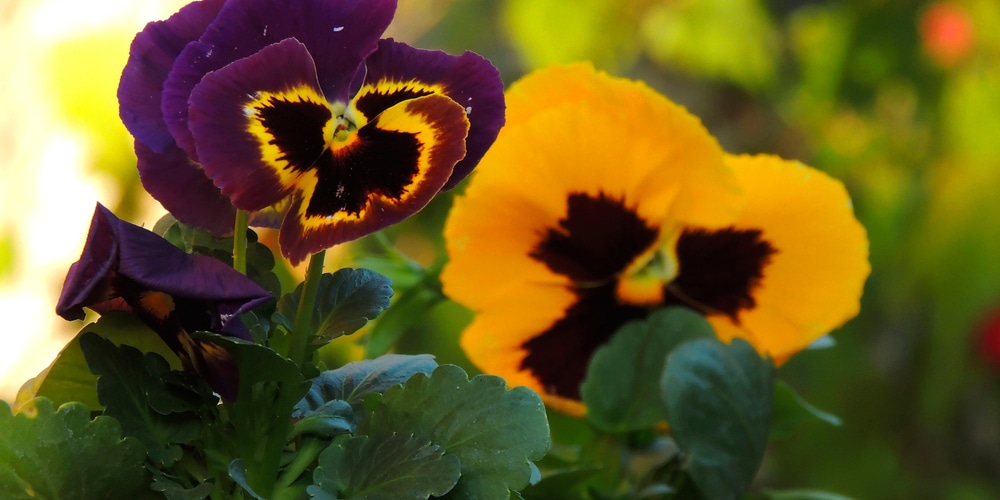 swiss giant pansy