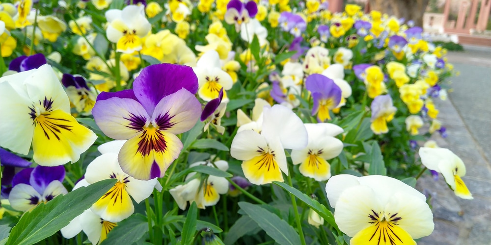 can pansies survive frost