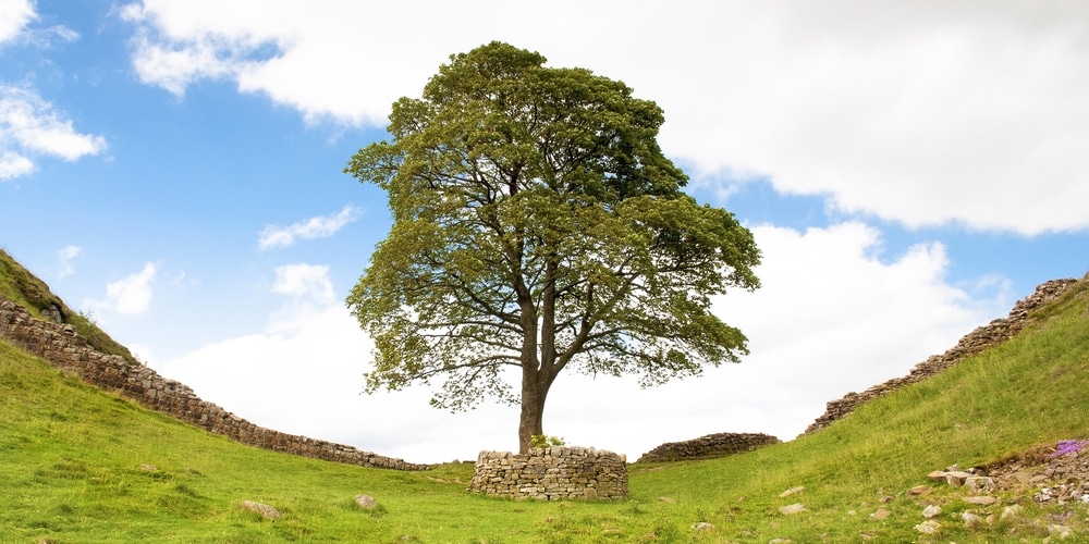 how long does it take for trees to decompose