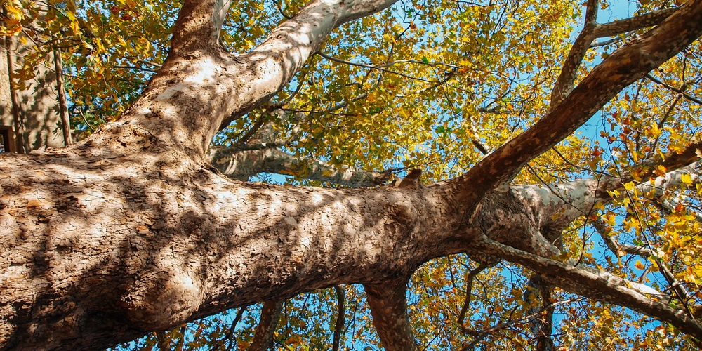 trees with white bark