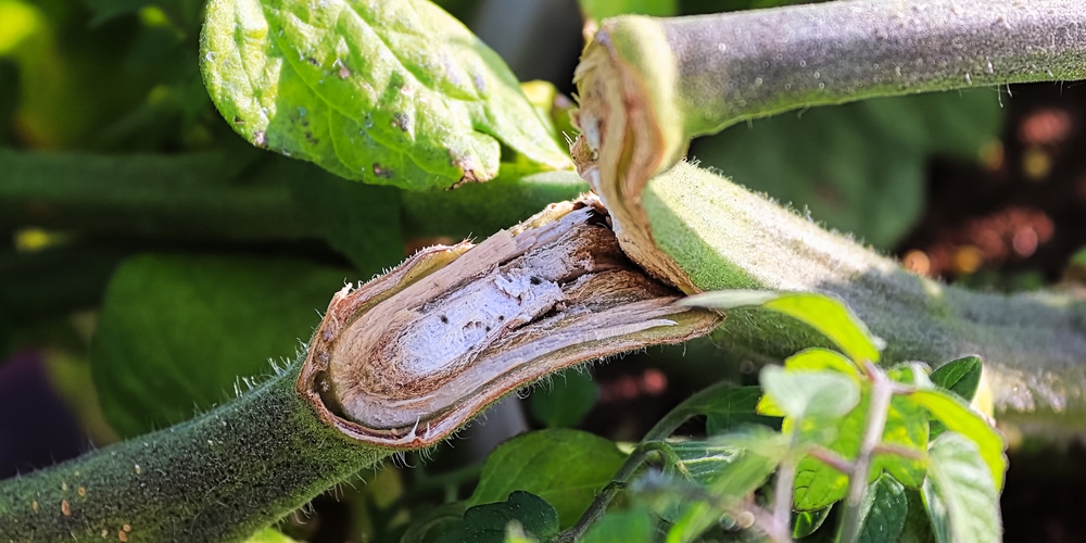 tomato plant broken main stem