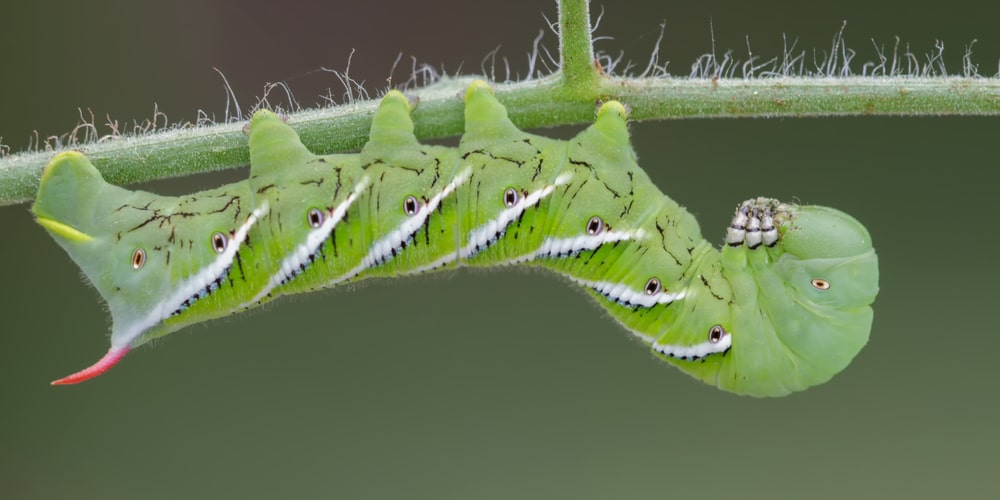 tomato hornworm poop