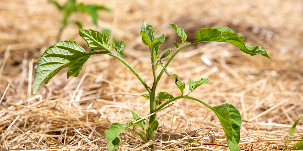 planting tomatoes in hay bales