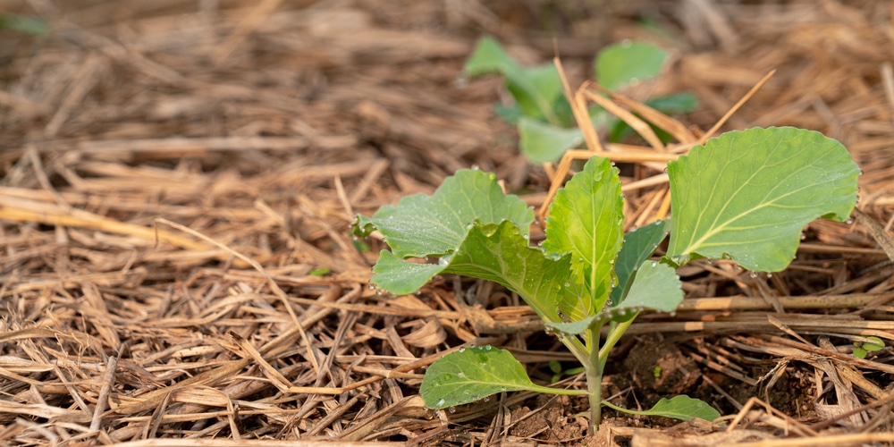 how to grow a tree collard