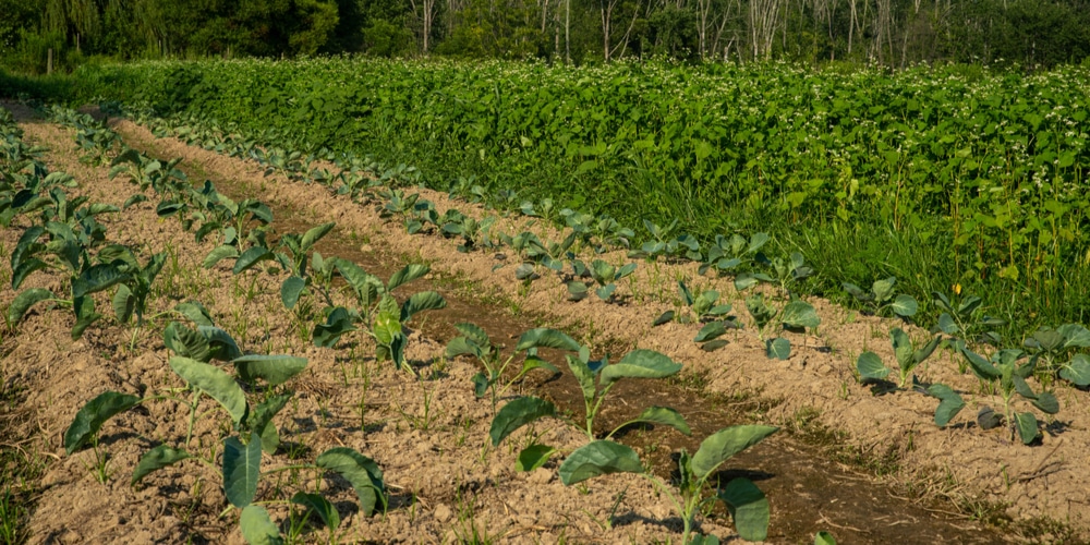 Collards Bolting