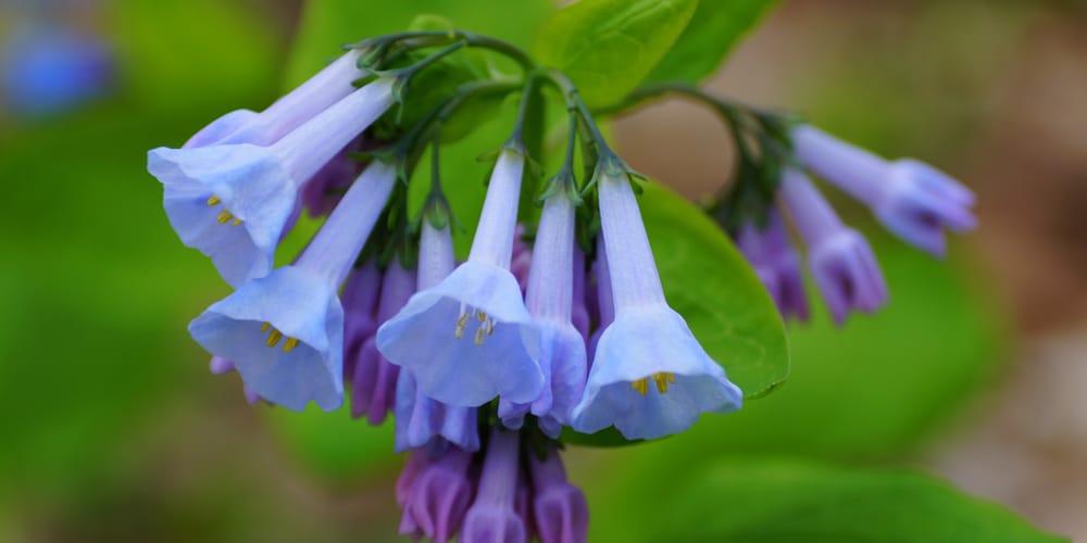 bell shaped flowers