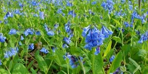 bell shaped flowers