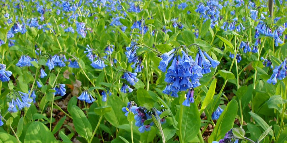 bell shaped flowers