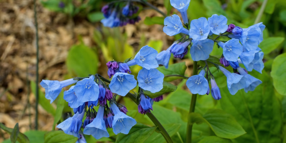 virginia bluebells ohio