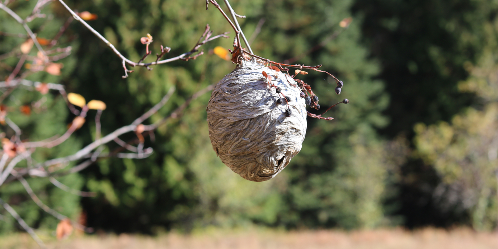 Do Yellow Jacket Nests Have Two Entrances?