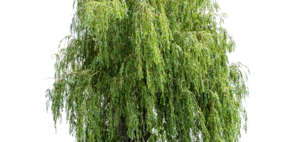 how far apart to plant weeping willow trees