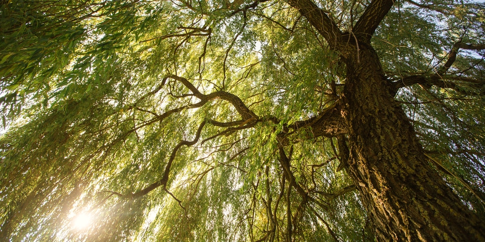 how far apart to plant weeping willow trees