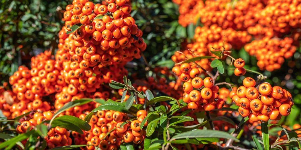 why doesn't my pyracantha have berries