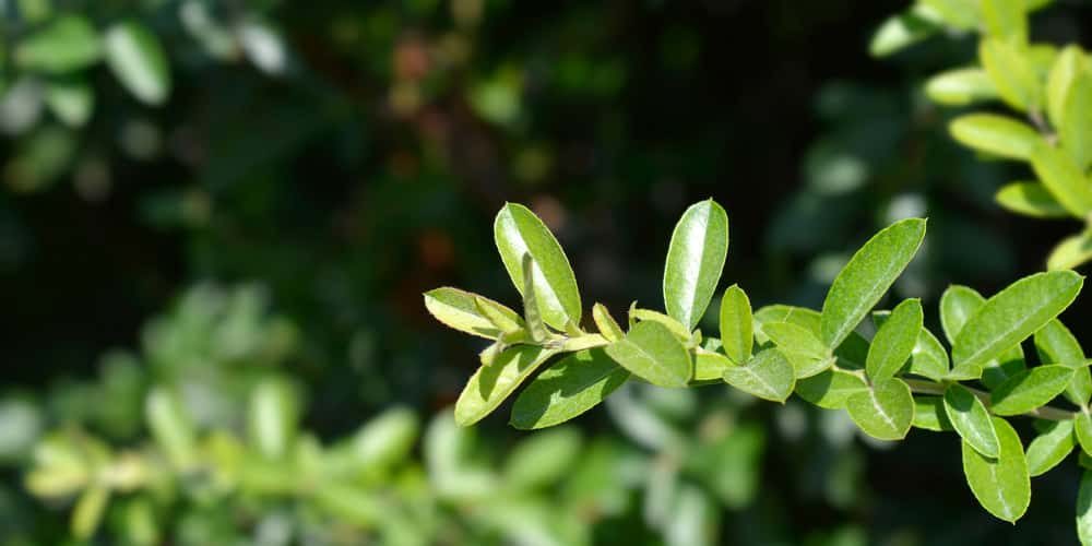 why doesn't my pyracantha have berries