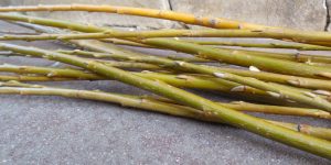how to grow willow from cuttings