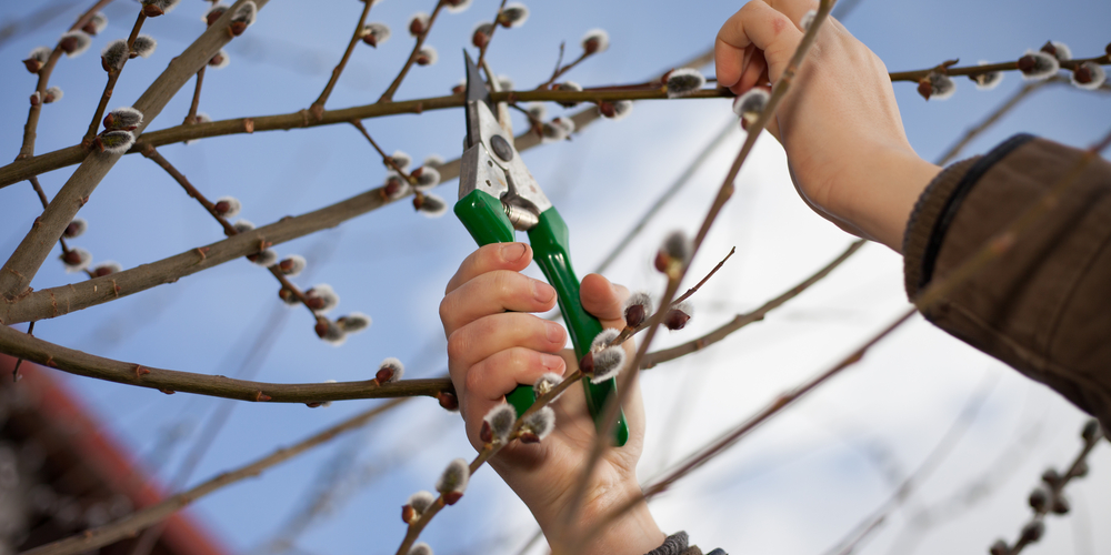 how to grow willow from cuttings