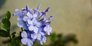 do bees like phlox