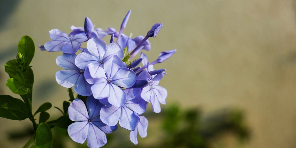 Does Woodland Phlox Spread?