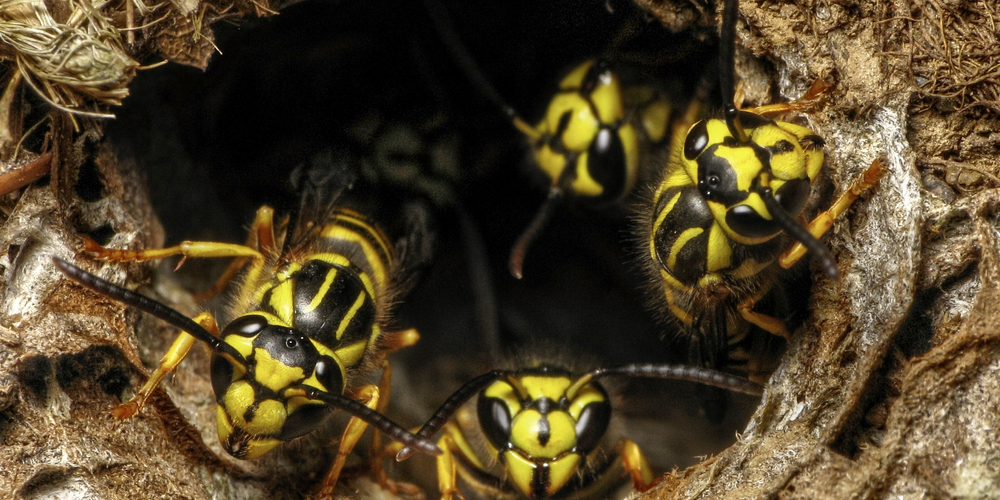 Do Yellow Jacket Nests Have Two Entrances?