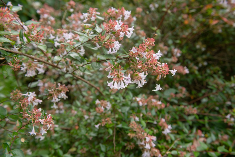 canyon creek abelia