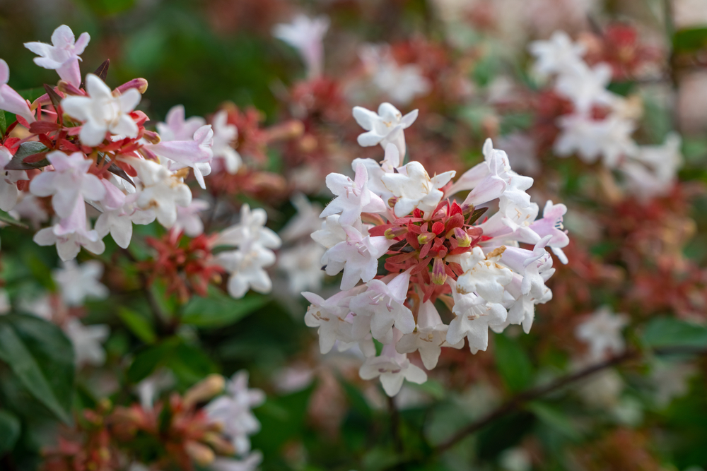 canyon creek abelia