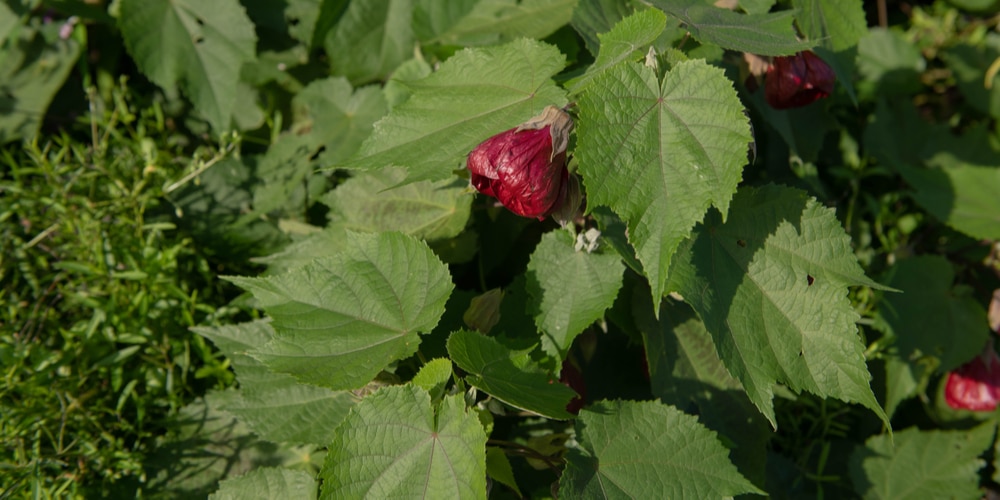 Abutilon Nabob 