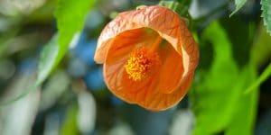 Abutilon Nabob