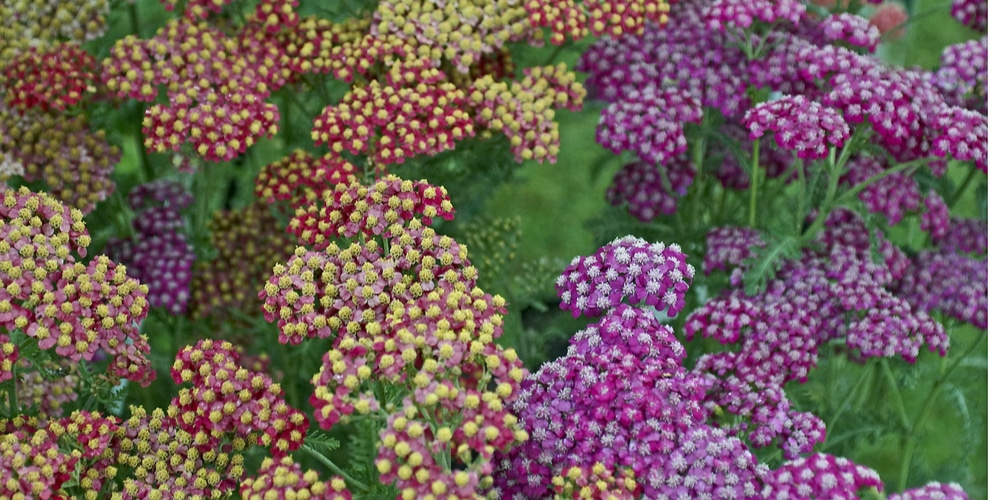 Achillea Fanal 