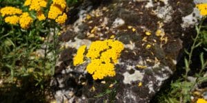 Achillea Tomentosa