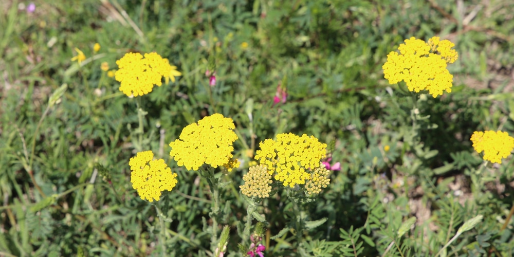 Achillea Tomentosa