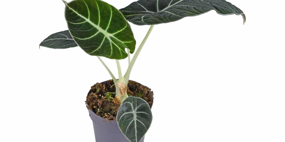 Alocasia Black Velvet