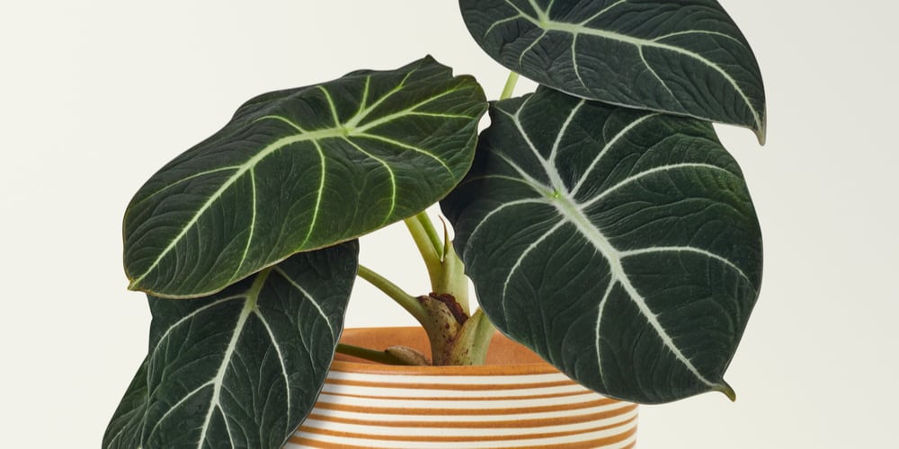 Alocasia Black Velvet