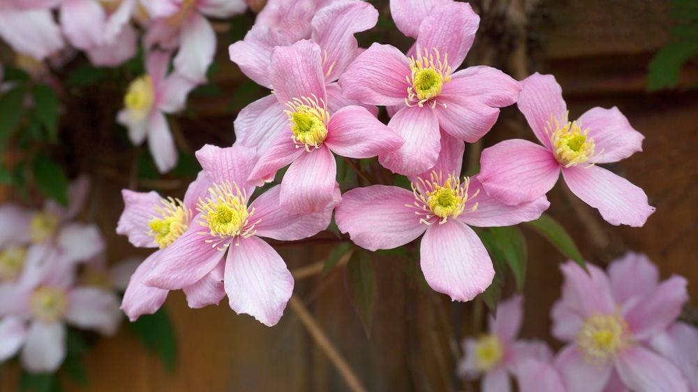 Tallest Clematis