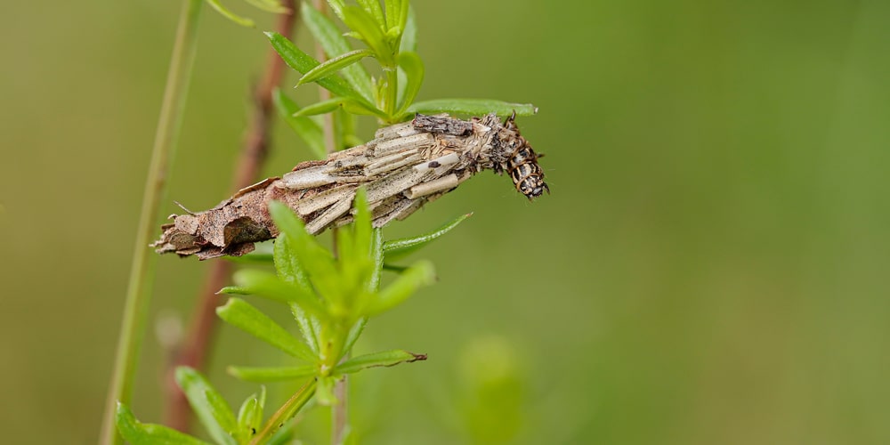 can an evergreen recover from bagworms