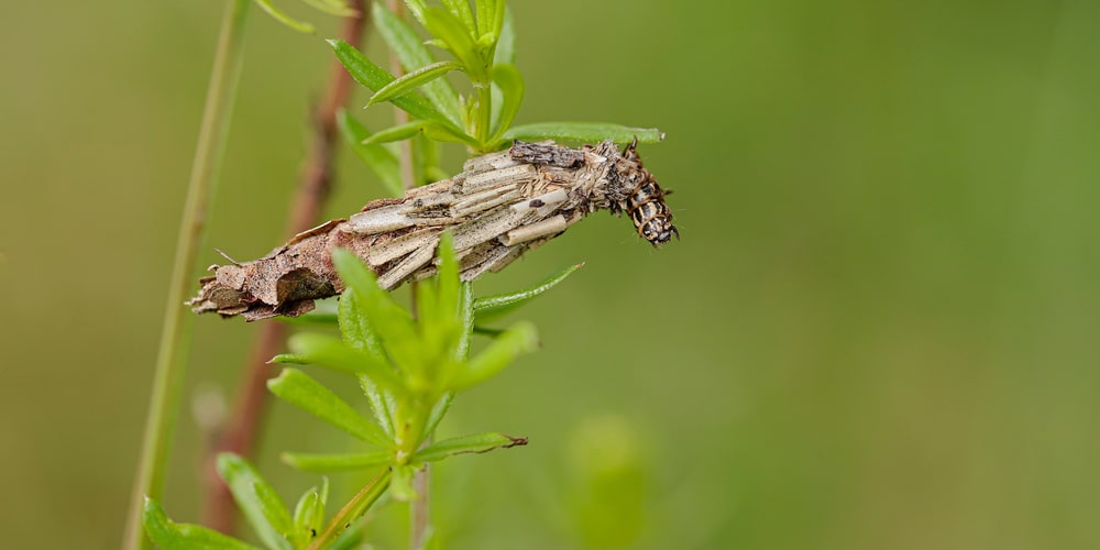 Bagworms on arborvitae