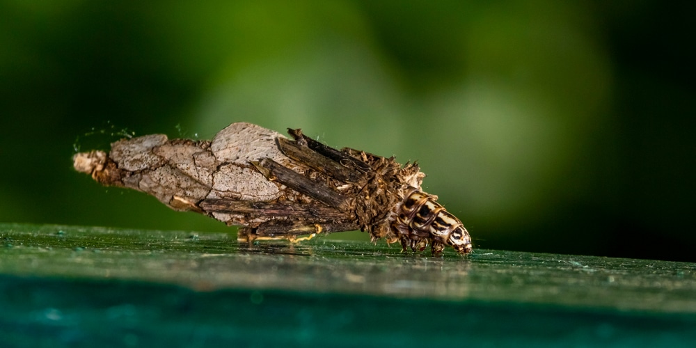 Bagworms on arborvitae